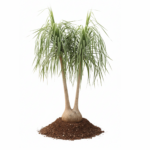 treeco plants kuwait