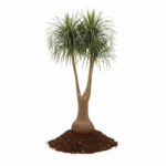 treeco plants kuwait