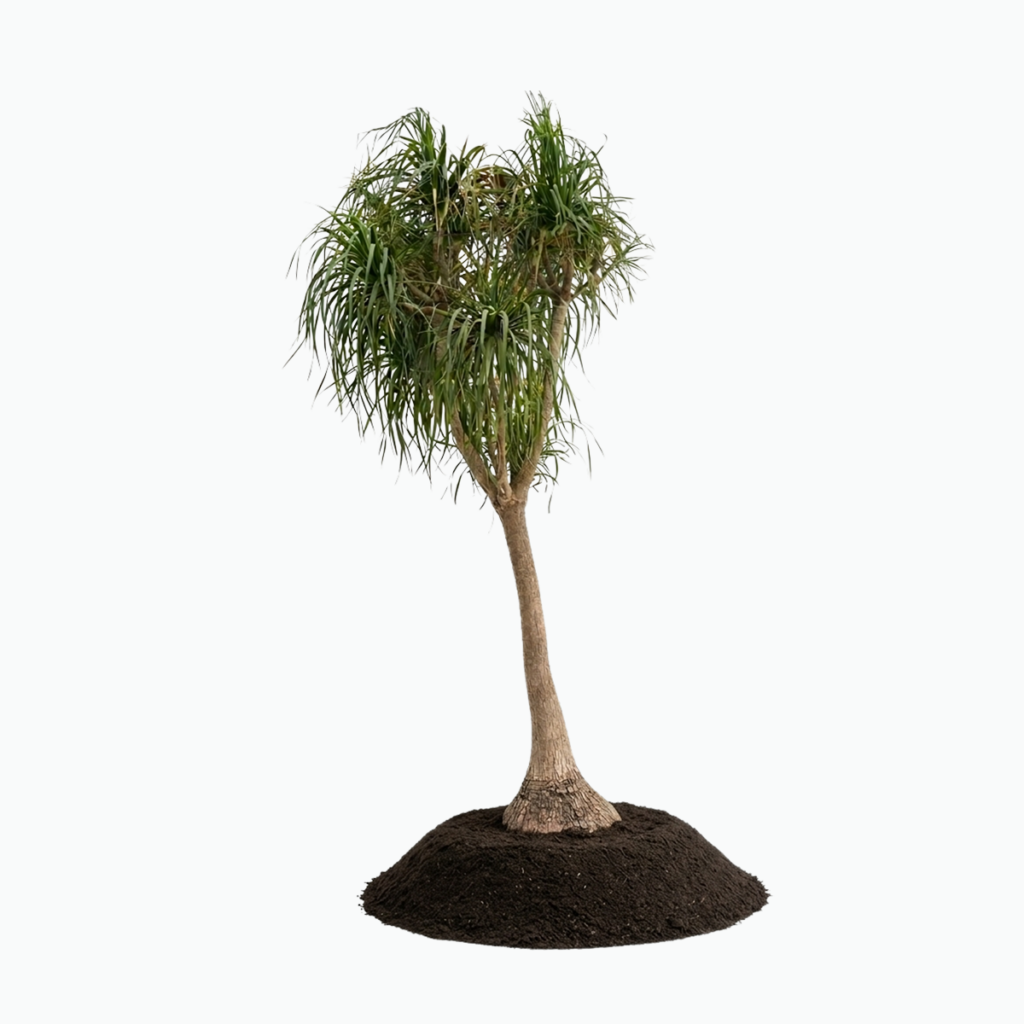 TREECO PLANTS
