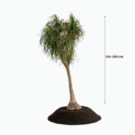 TREECO PLANTS