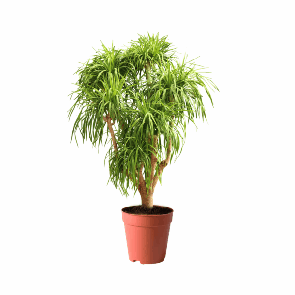 best trees in kuwait