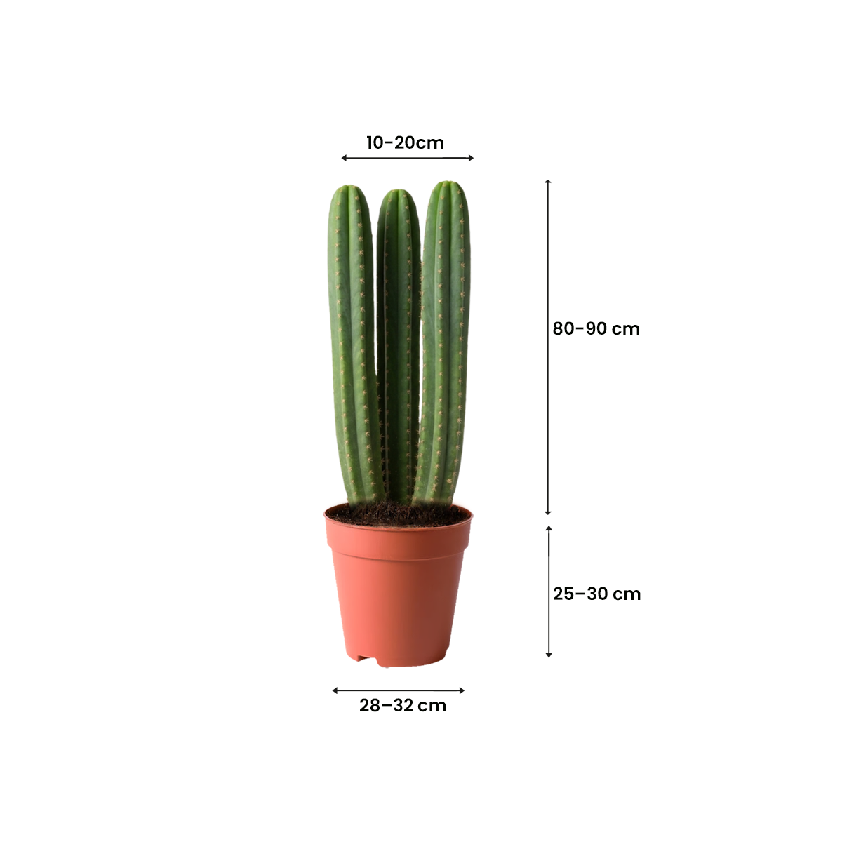 treeco plants