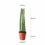treeco plants