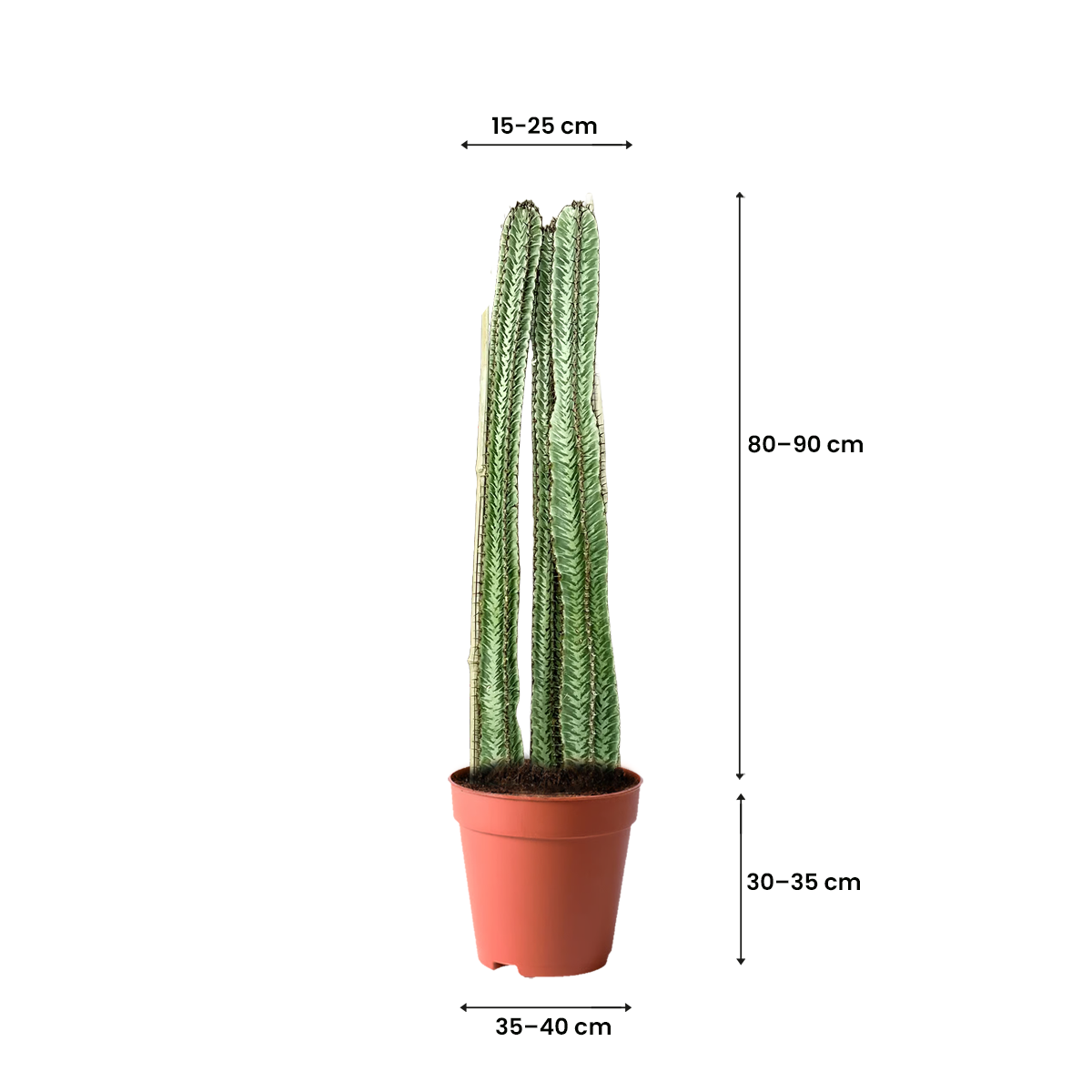 treeco plants
