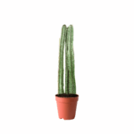 treeco cactus