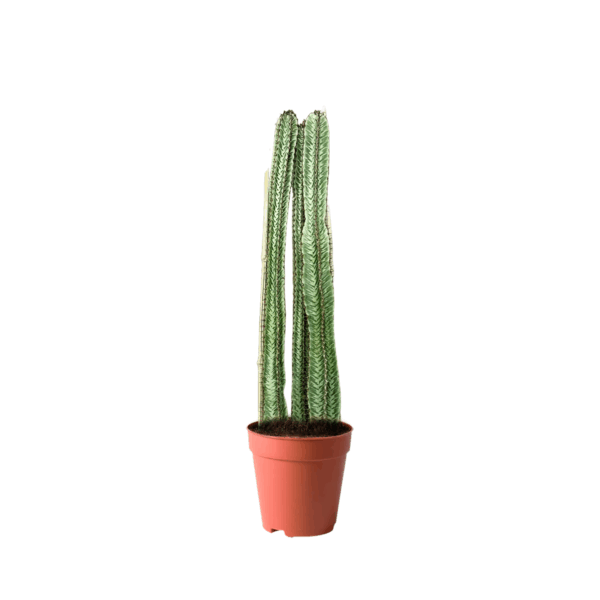 treeco cactus