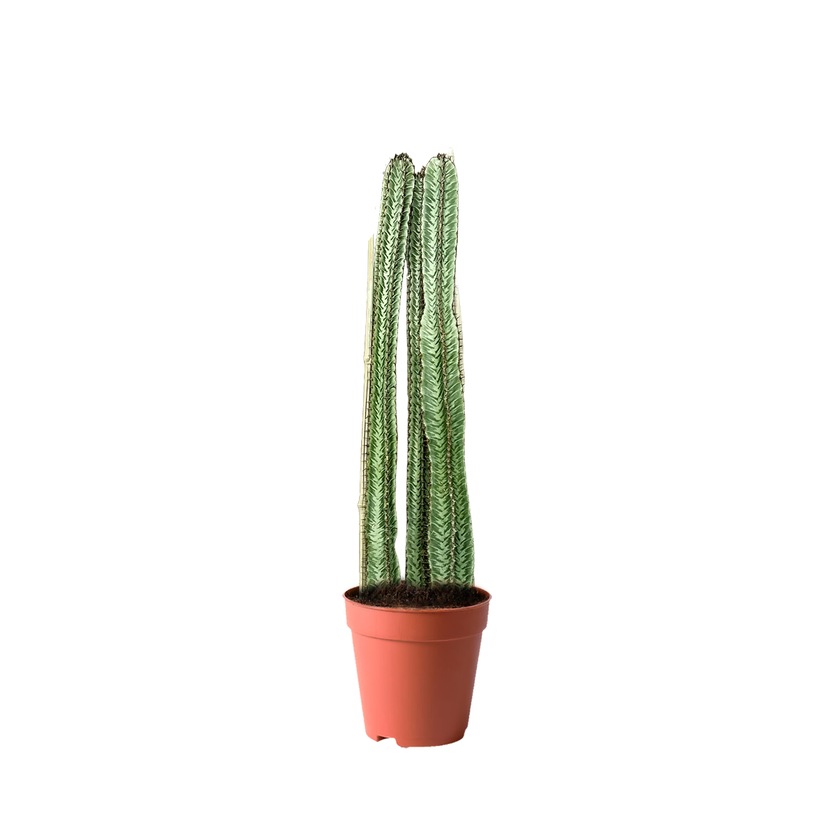 treeco cactus
