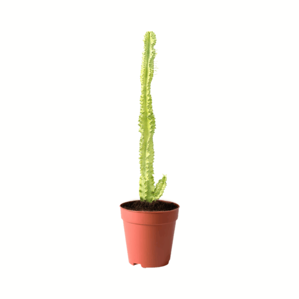 best plants kuwait