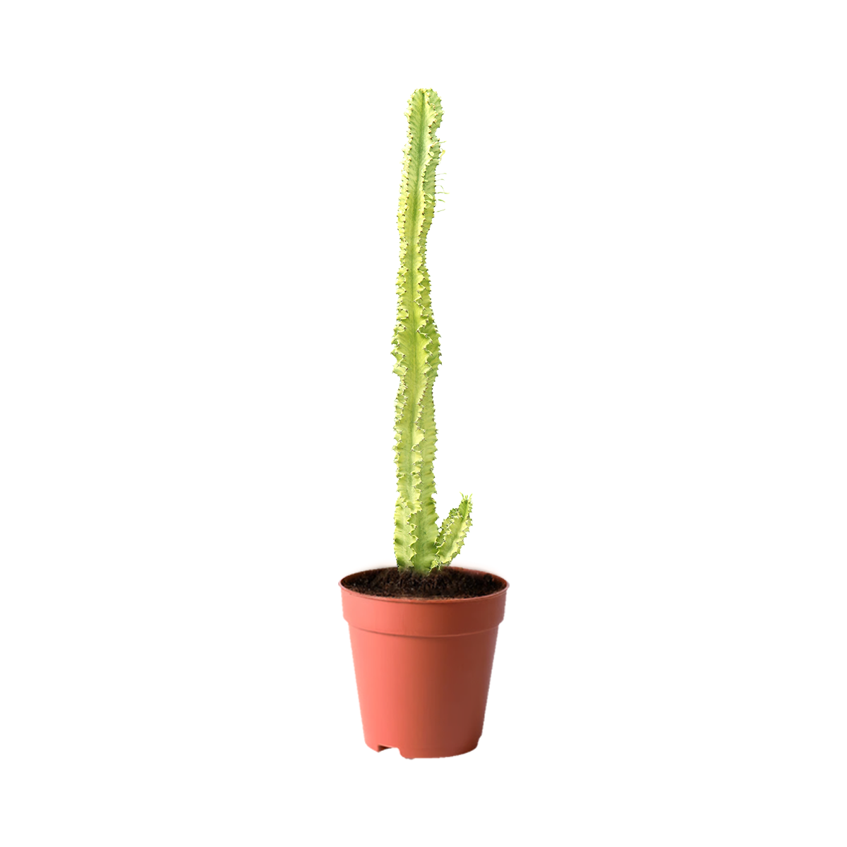 best plants kuwait