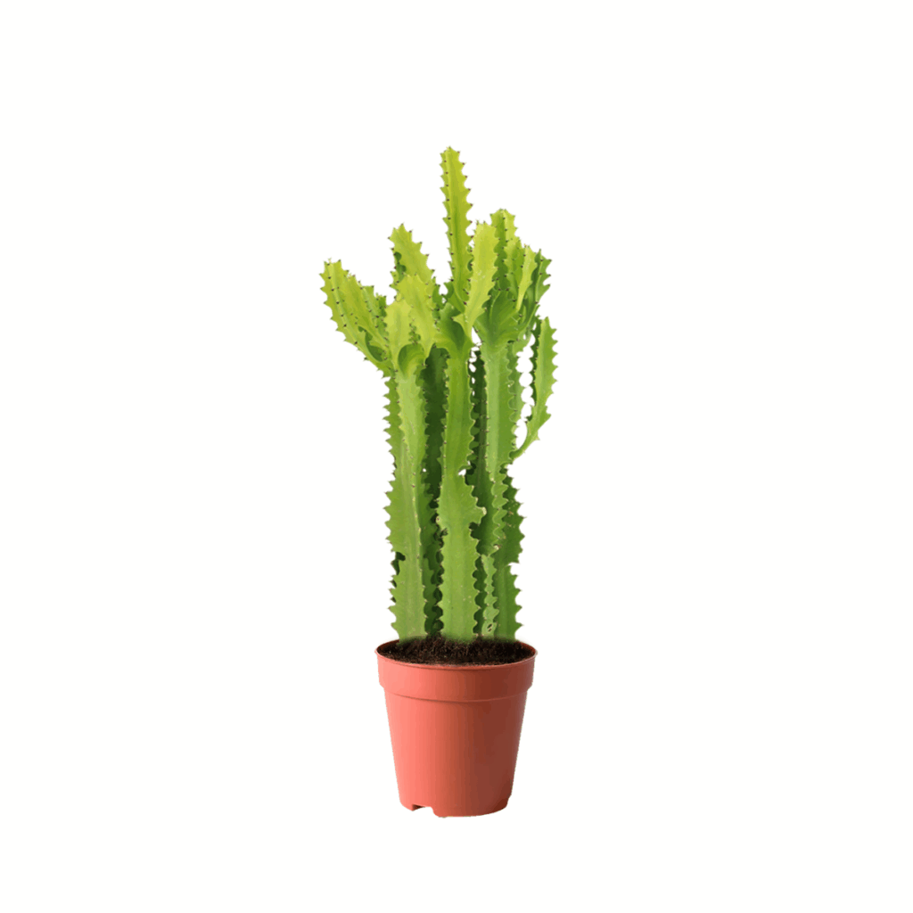 cactus kuwait