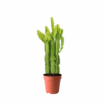 cactus kuwait