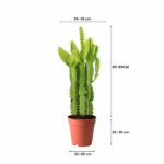 plants kuwait