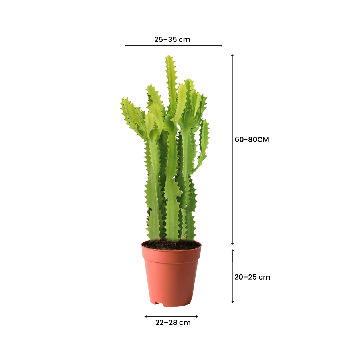 plants kuwait