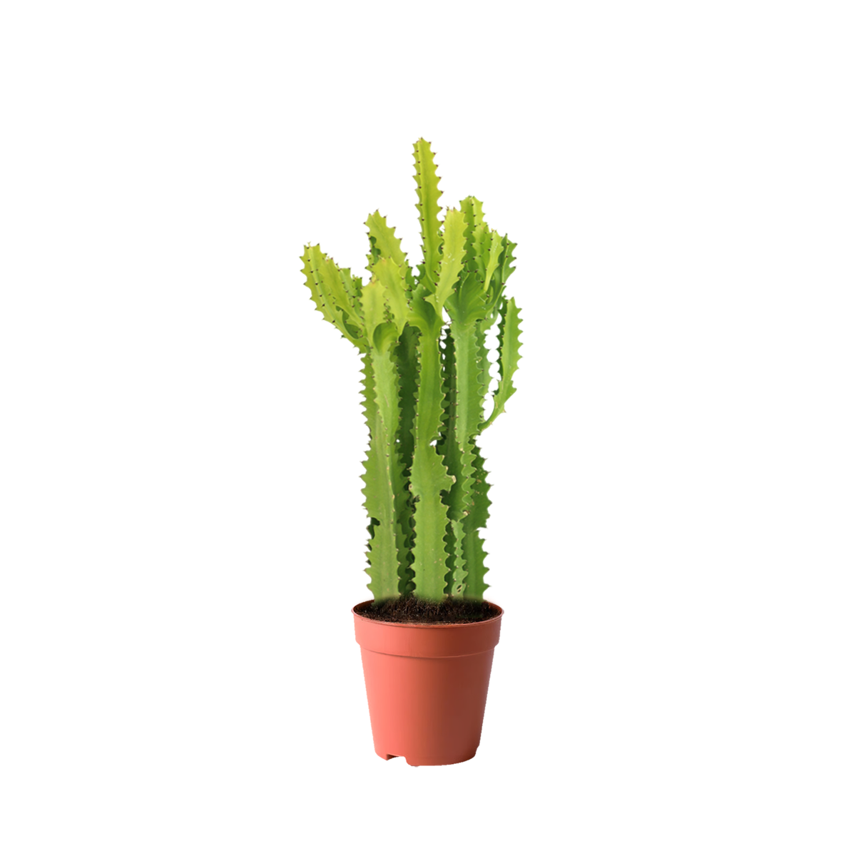 cactus kuwait