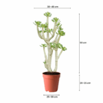 cactus in kuwait