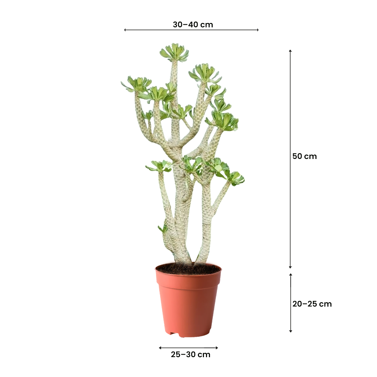 cactus in kuwait