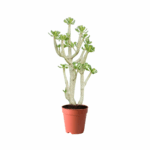 treeco cactus