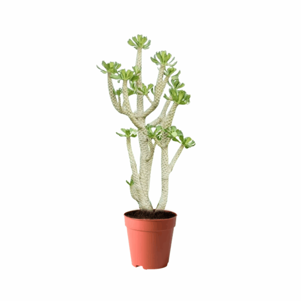 treeco cactus