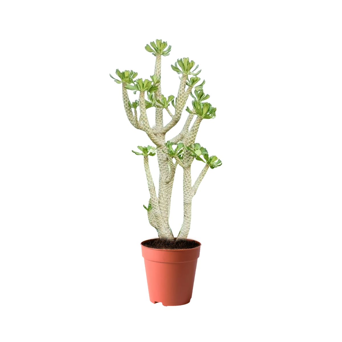 treeco cactus