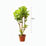 TREECO PLANTS