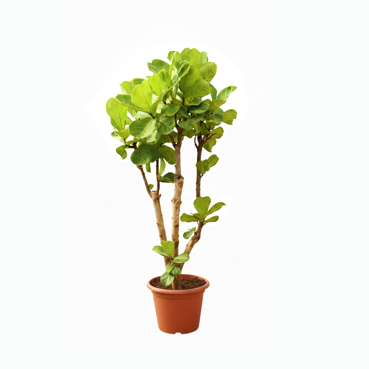 PLANTS IN KUWAIT
