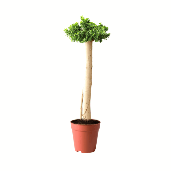 best trees kuwait