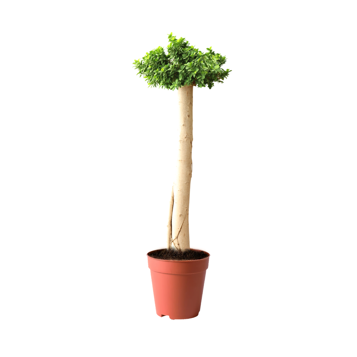 best trees kuwait