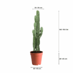best cactus