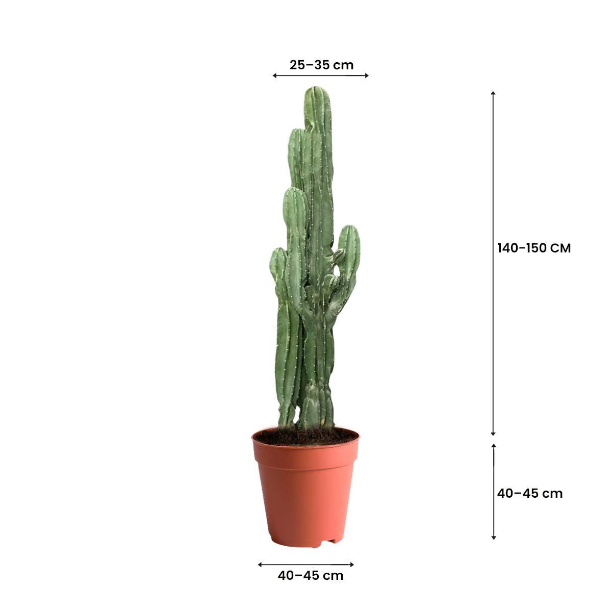 best cactus