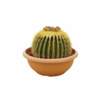 best plants kuwait