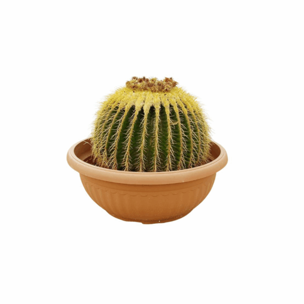 best plants kuwait