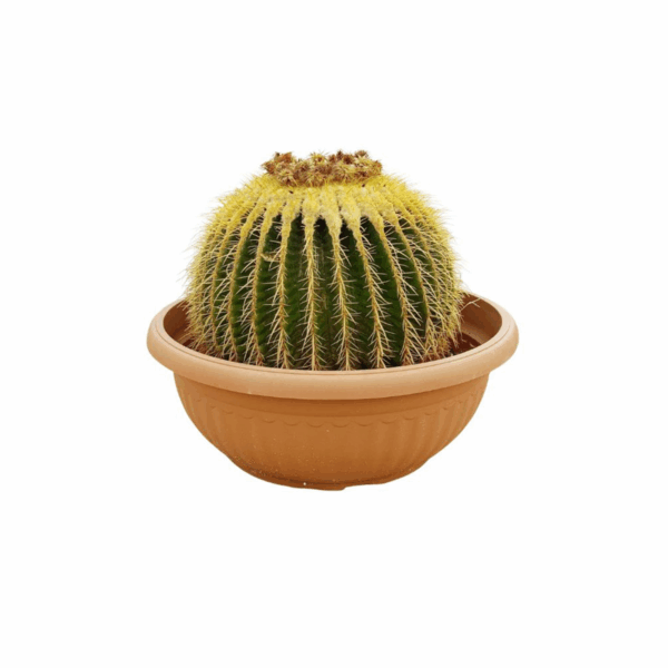 plants in kuwait