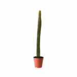 best cactus kuwait