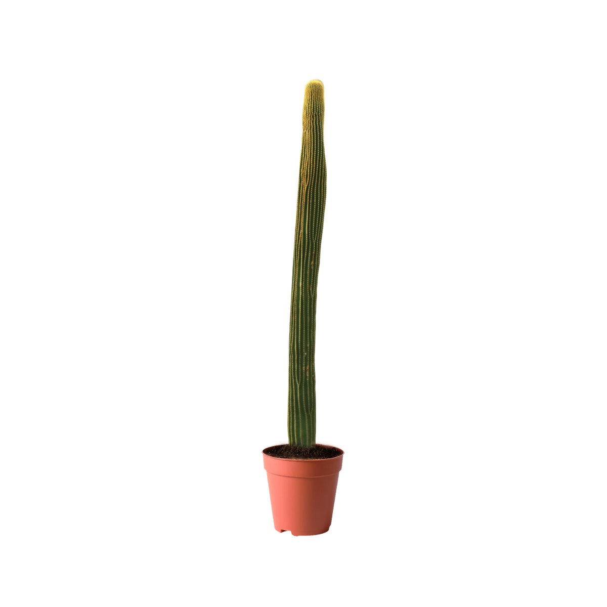 best cactus kuwait