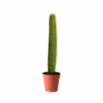 Best plants near me