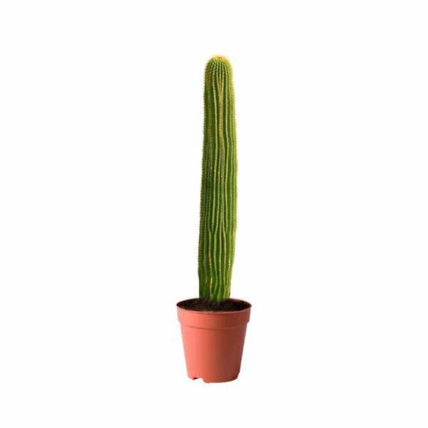 Best plants near me