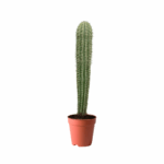 Pachycereus Pringlei Giant Cardon Cactus Kuwait Large outdoor cactus plant Kuwait Desert landscape cactus Kuwait Tall columnar cactus Kuwait
