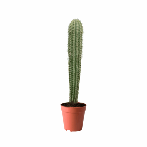 Pachycereus Pringlei Giant Cardon Cactus Kuwait Large outdoor cactus plant Kuwait Desert landscape cactus Kuwait Tall columnar cactus Kuwait