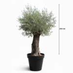SPANISH OLIVE TREES
