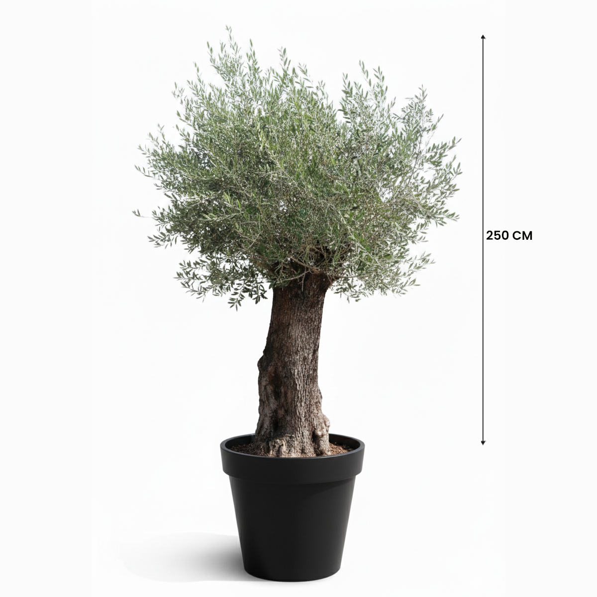 SPANISH OLIVE TREES