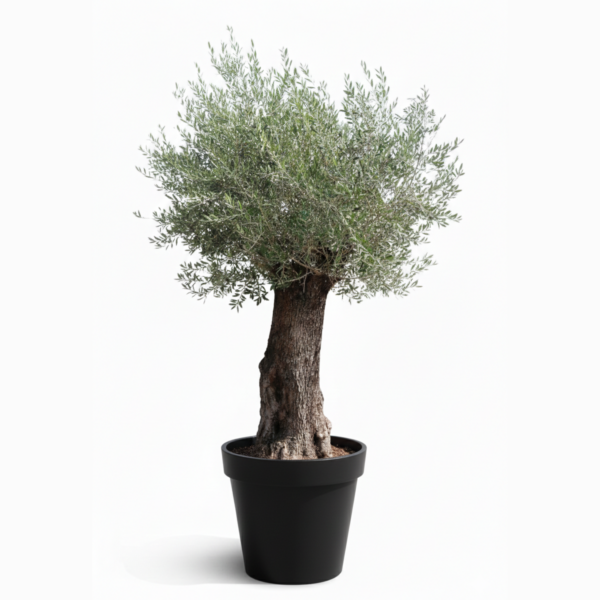 SPANISH OLIVE TREES IN KUWAIT