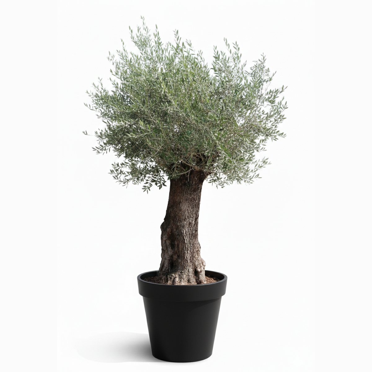 SPANISH OLIVE TREES IN KUWAIT
