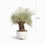 treeco spanish tree