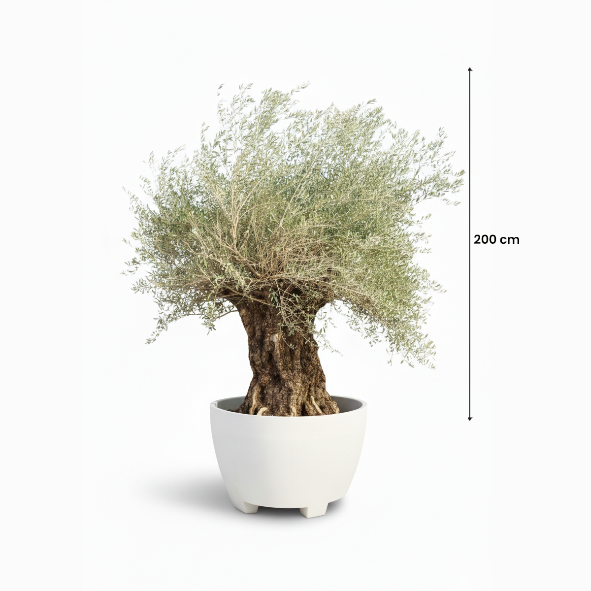 treeco spanish tree