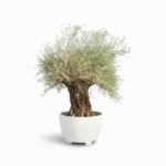 spanish tree in kuwait