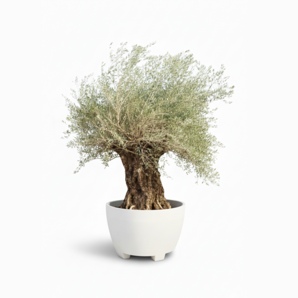 spanish tree in kuwait