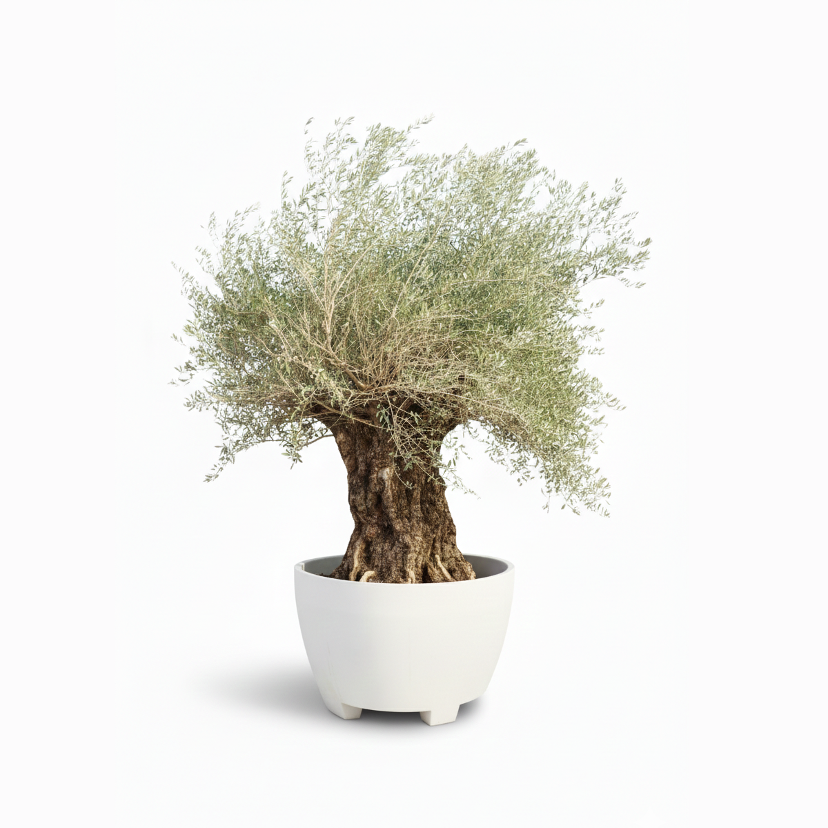 spanish tree in kuwait