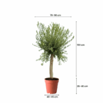 best trees in kuwait