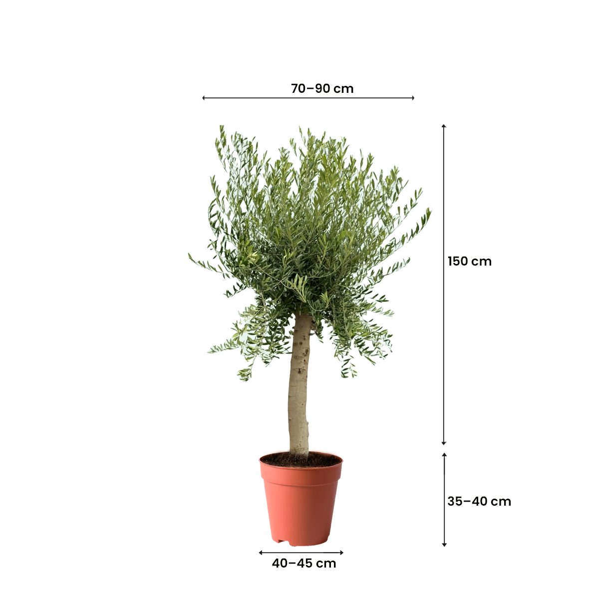 best trees in kuwait