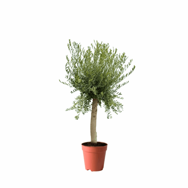 best olive trees kuwait